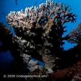 Hard Coral